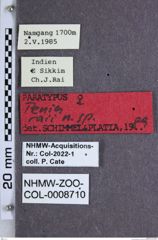 Etiketten zu Penia raii (NHMW-ZOO-COL-0008710)